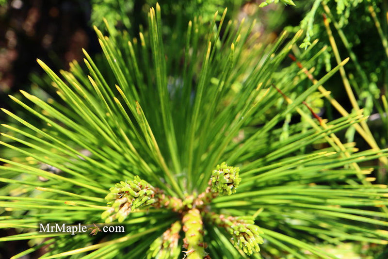 - Pinus thunbergii 'Ogon' Golden Japanese Black Pine Tree - Mr Maple │ Buy Japanese Maple Trees