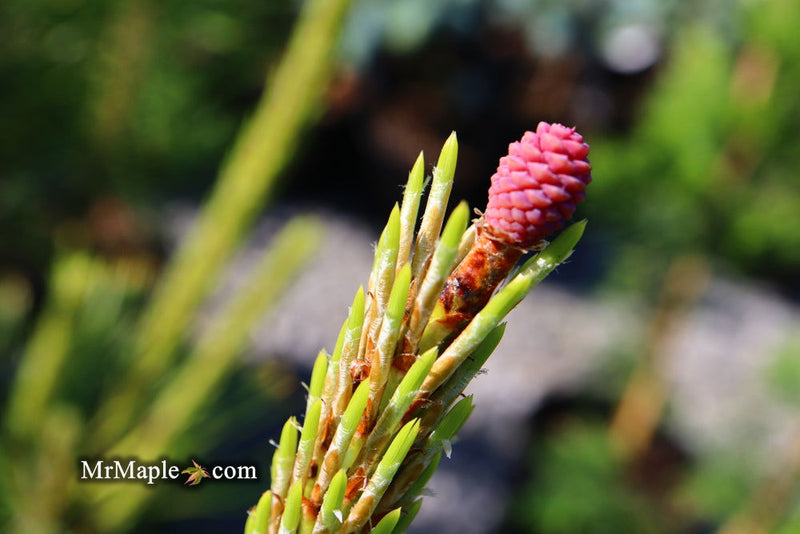 - Pinus thunbergii 'Ogon' Golden Japanese Black Pine Tree - Mr Maple │ Buy Japanese Maple Trees