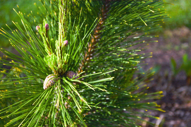 - Pinus thunbergii 'Ogon' Golden Japanese Black Pine Tree - Mr Maple │ Buy Japanese Maple Trees
