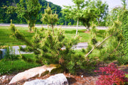 - Pinus thunbergii 'Ogon' Golden Japanese Black Pine Tree - Mr Maple │ Buy Japanese Maple Trees