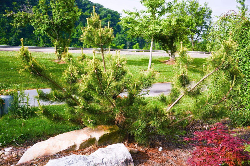 - Pinus thunbergii 'Ogon' Golden Japanese Black Pine Tree - Mr Maple │ Buy Japanese Maple Trees