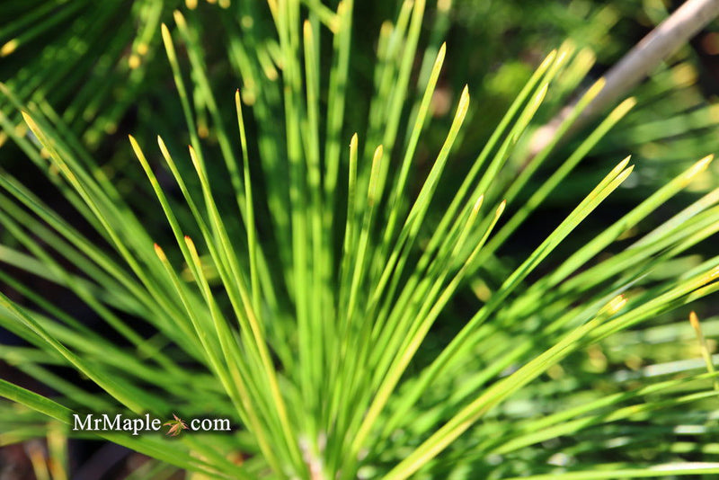- Pinus thunbergii 'Ogon' Golden Japanese Black Pine Tree - Mr Maple │ Buy Japanese Maple Trees