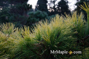 - Pinus thunbergii 'Ogon' Golden Japanese Black Pine Tree - Mr Maple │ Buy Japanese Maple Trees