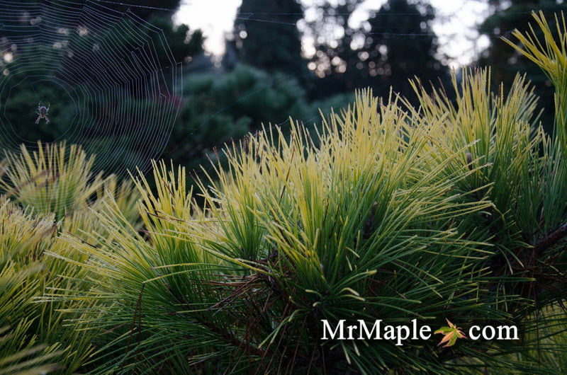 - Pinus thunbergii 'Ogon' Golden Japanese Black Pine Tree - Mr Maple │ Buy Japanese Maple Trees