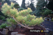 - Pinus thunbergii 'Ogon' Golden Japanese Black Pine Tree - Mr Maple │ Buy Japanese Maple Trees