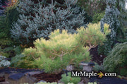- Pinus thunbergii 'Ogon' Golden Japanese Black Pine Tree - Mr Maple │ Buy Japanese Maple Trees