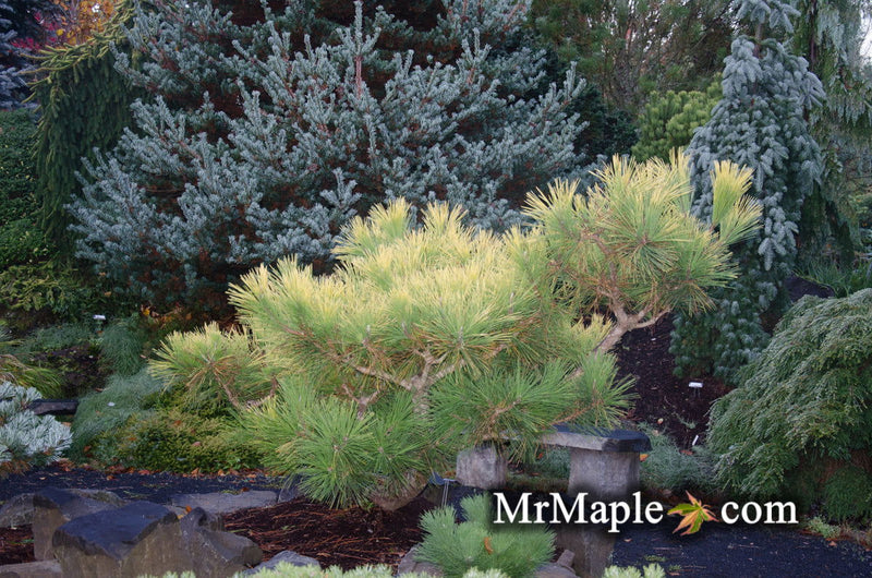 - Pinus thunbergii 'Ogon' Golden Japanese Black Pine Tree - Mr Maple │ Buy Japanese Maple Trees