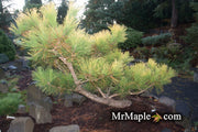 - Pinus thunbergii 'Ogon' Golden Japanese Black Pine Tree - Mr Maple │ Buy Japanese Maple Trees