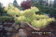 - Pinus thunbergii 'Ogon' Golden Japanese Black Pine Tree - Mr Maple │ Buy Japanese Maple Trees