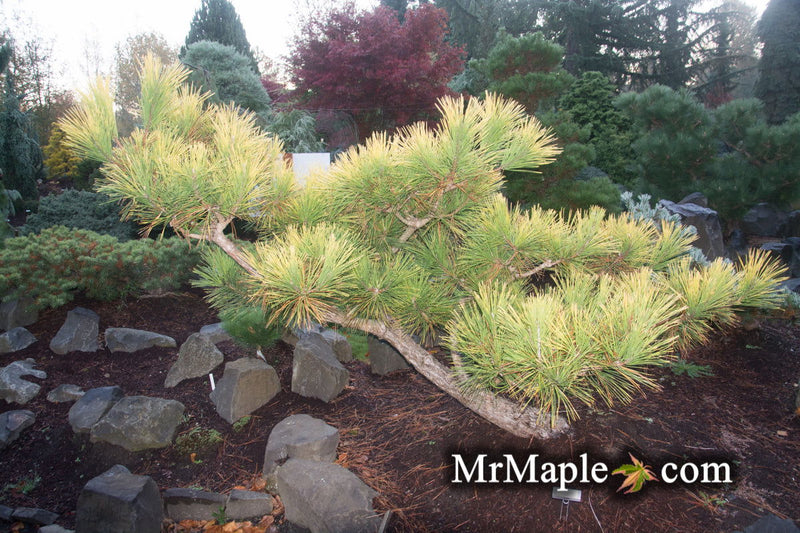 - Pinus thunbergii 'Ogon' Golden Japanese Black Pine Tree - Mr Maple │ Buy Japanese Maple Trees