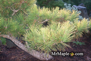 - Pinus thunbergii 'Ogon' Golden Japanese Black Pine Tree - Mr Maple │ Buy Japanese Maple Trees