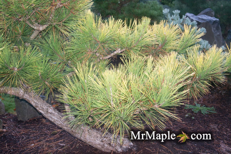 - Pinus thunbergii 'Ogon' Golden Japanese Black Pine Tree - Mr Maple │ Buy Japanese Maple Trees