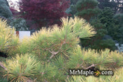 - Pinus thunbergii 'Ogon' Golden Japanese Black Pine Tree - Mr Maple │ Buy Japanese Maple Trees