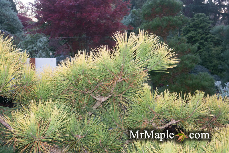 - Pinus thunbergii 'Ogon' Golden Japanese Black Pine Tree - Mr Maple │ Buy Japanese Maple Trees