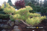 - Pinus thunbergii 'Ogon' Golden Japanese Black Pine Tree - Mr Maple │ Buy Japanese Maple Trees