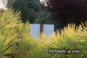 - Pinus thunbergii 'Ogon' Golden Japanese Black Pine Tree - Mr Maple │ Buy Japanese Maple Trees