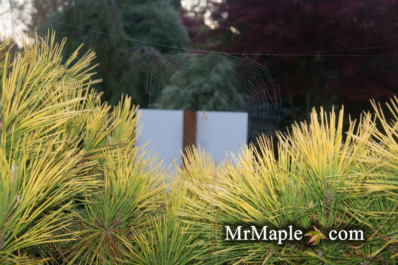 - Pinus thunbergii 'Ogon' Golden Japanese Black Pine Tree - Mr Maple │ Buy Japanese Maple Trees