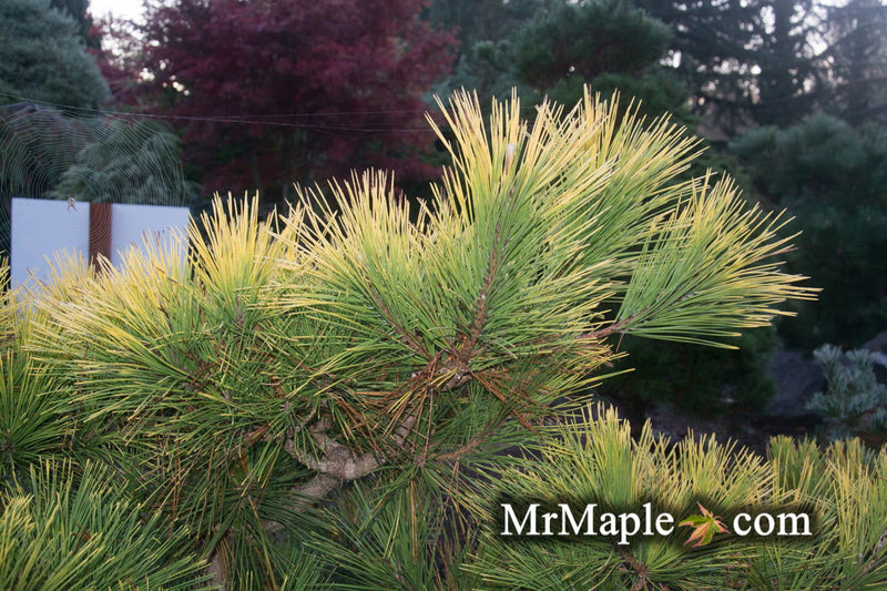 - Pinus thunbergii 'Ogon' Golden Japanese Black Pine Tree - Mr Maple │ Buy Japanese Maple Trees