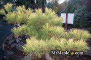 - Pinus thunbergii 'Ogon' Golden Japanese Black Pine Tree - Mr Maple │ Buy Japanese Maple Trees