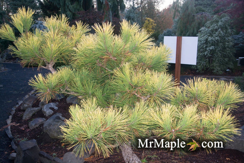 - Pinus thunbergii 'Ogon' Golden Japanese Black Pine Tree - Mr Maple │ Buy Japanese Maple Trees