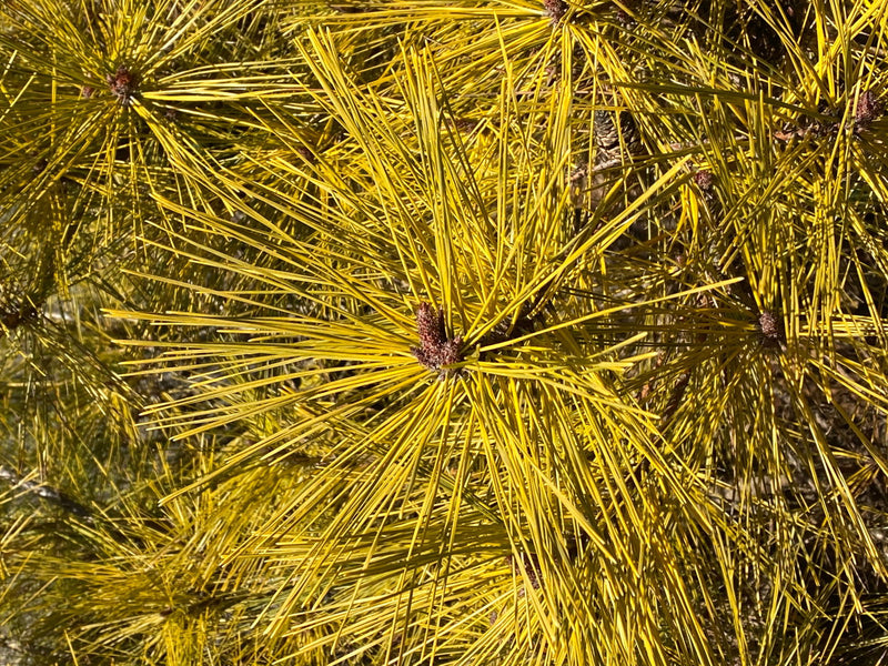 - Pinus thunbergii 'Ogon' Golden Japanese Black Pine Tree - Mr Maple │ Buy Japanese Maple Trees