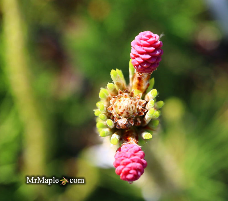 - Pinus thunbergii 'Ogon' Golden Japanese Black Pine Tree - Mr Maple │ Buy Japanese Maple Trees