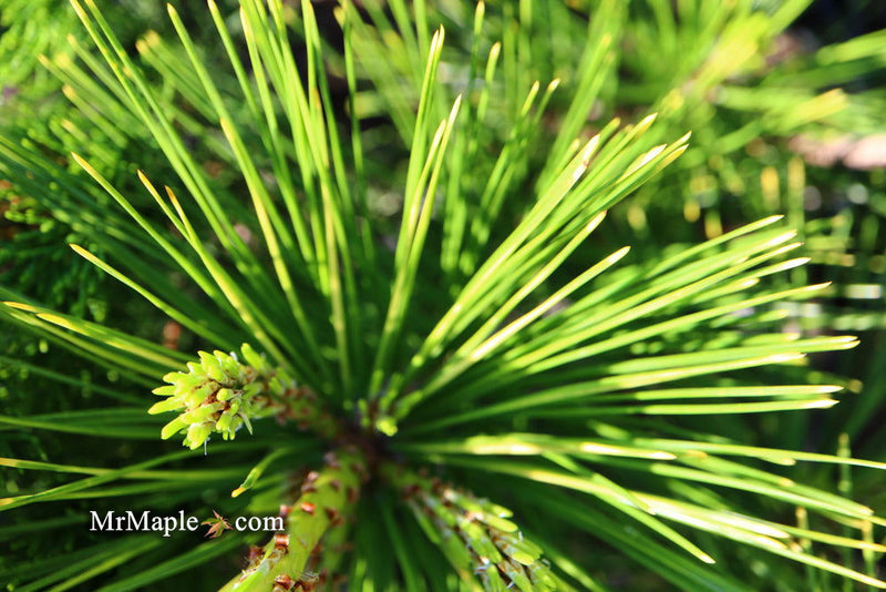 - Pinus thunbergii 'Ogon' Golden Japanese Black Pine Tree - Mr Maple │ Buy Japanese Maple Trees
