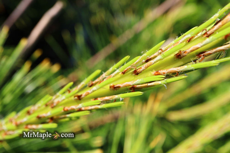 - Pinus thunbergii 'Ogon' Golden Japanese Black Pine Tree - Mr Maple │ Buy Japanese Maple Trees