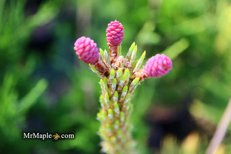 - Pinus thunbergii 'Ogon' Golden Japanese Black Pine Tree - Mr Maple │ Buy Japanese Maple Trees