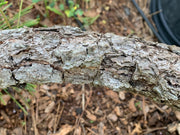 - Pinus thunbergii 'Ondai' Cork Bark Japanese Black Pine - Mr Maple │ Buy Japanese Maple Trees