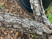 - Pinus thunbergii 'Ondai' Cork Bark Japanese Black Pine - Mr Maple │ Buy Japanese Maple Trees