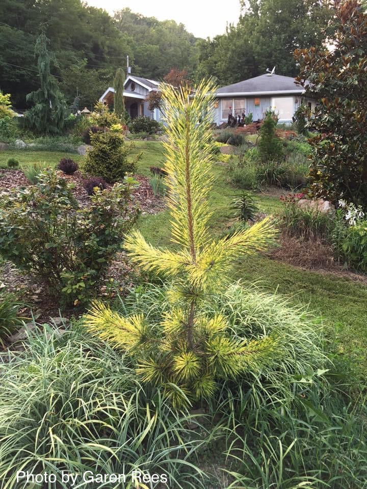 - Pinus thunbergii 'Shirome janome' Variegated Japanese Black Pine Tree - Mr Maple │ Buy Japanese Maple Trees