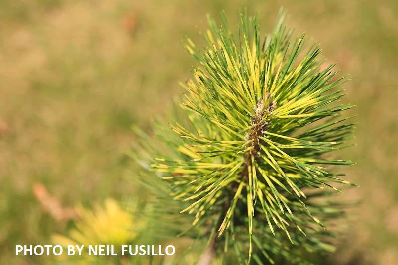 - Pinus thunbergii 'Shirome janome' Variegated Japanese Black Pine Tree - Mr Maple │ Buy Japanese Maple Trees