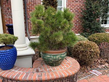 - Pinus thunbergii 'Thunderhead' Japanese Black Pine Tree - Mr Maple │ Buy Japanese Maple Trees