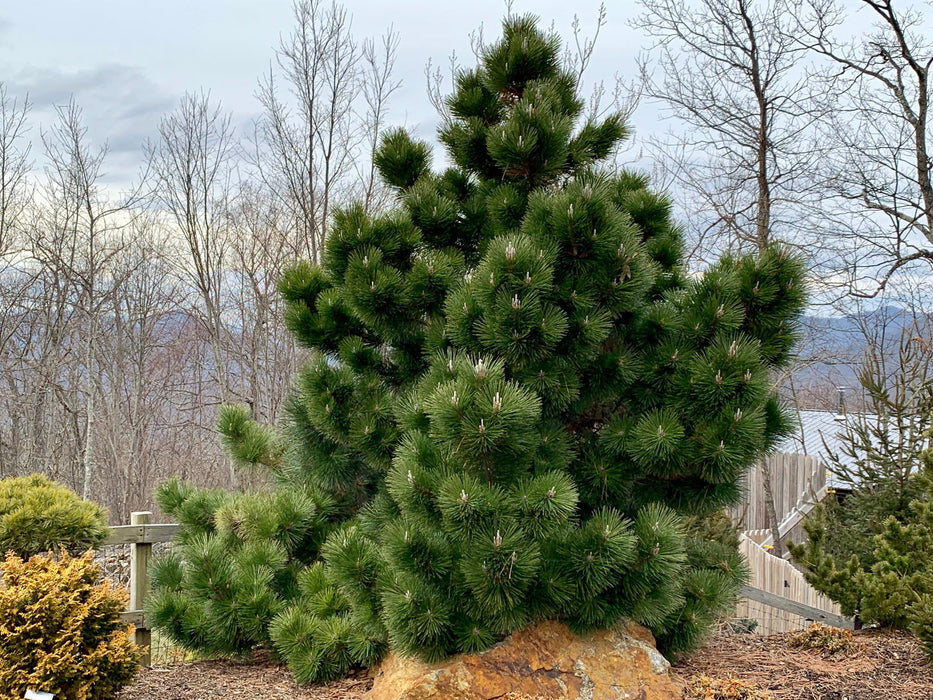 Japanese Black Pine Pinus Thunbergii Seeds Japanese Black Pine At japanese-black-pine-pinus-thunbergii-seeds-japanese-black-pine-at