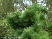 - Pinus thunbergii 'Thunderhead' Japanese Black Pine Tree - Mr Maple │ Buy Japanese Maple Trees