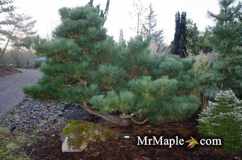- Pinus thunbergii 'Thunderhead' Japanese Black Pine Tree - Mr Maple │ Buy Japanese Maple Trees
