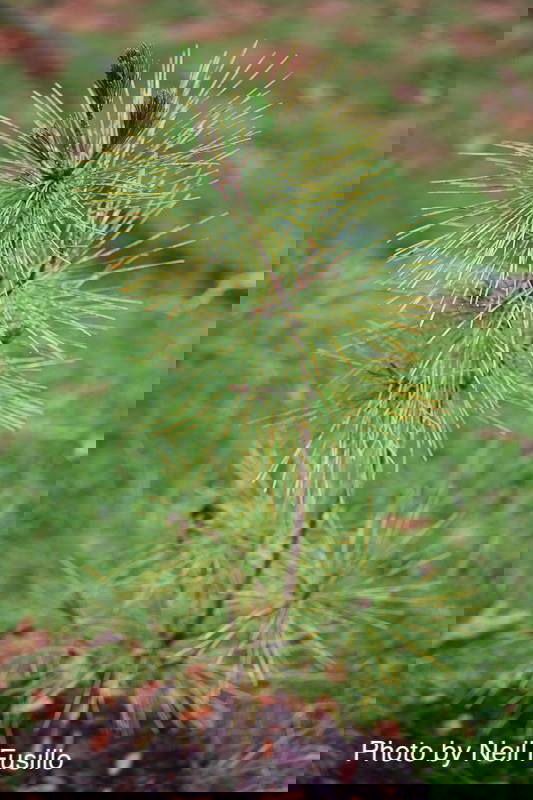 - Pinus thunbergii 'Torafu Matsu' Japanese Black Pine - Mr Maple │ Buy Japanese Maple Trees