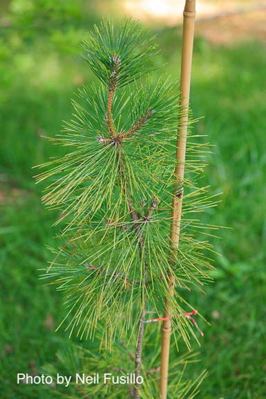 - Pinus thunbergii 'Torafu Matsu' Japanese Black Pine - Mr Maple │ Buy Japanese Maple Trees