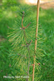 - Pinus thunbergii 'Torafu Matsu' Japanese Black Pine - Mr Maple │ Buy Japanese Maple Trees