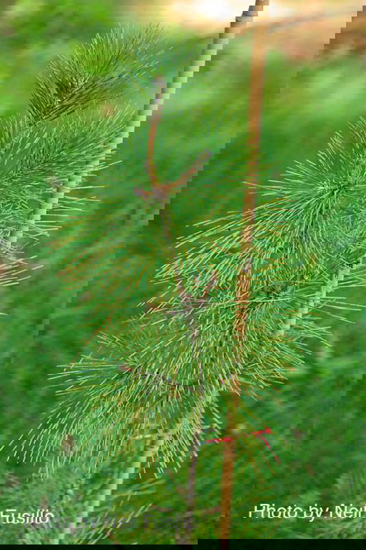 - Pinus thunbergii 'Torafu Matsu' Japanese Black Pine - Mr Maple │ Buy Japanese Maple Trees