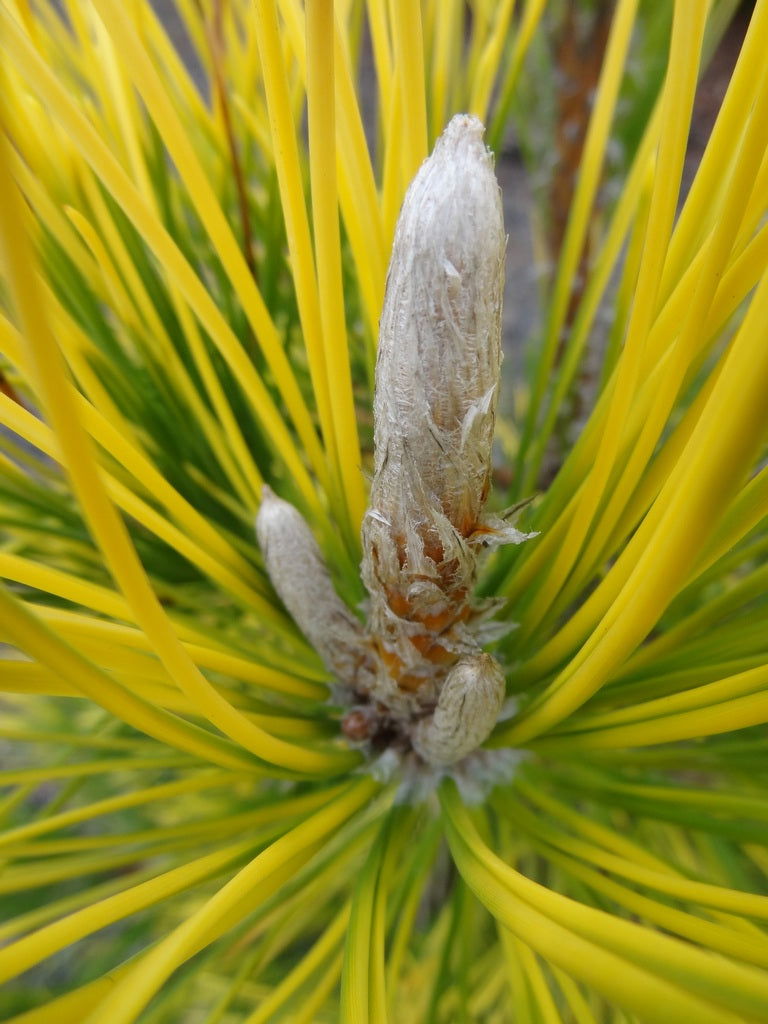 - Pinus thunbergii 'War Bonnet' Japanese Black Pine - Mr Maple │ Buy Japanese Maple Trees