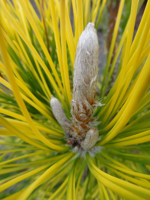 - Pinus thunbergii 'War Bonnet' Japanese Black Pine - Mr Maple │ Buy Japanese Maple Trees