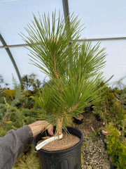 - Pinus thunbergii 'Yatsubusa' Dwarf Japanese Black Pine Tree - Mr Maple │ Buy Japanese Maple Trees