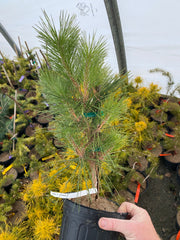- Pinus thunbergii 'Yatsubusa' Dwarf Japanese Black Pine Tree - Mr Maple │ Buy Japanese Maple Trees