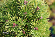 - Pinus uncinata 'Caesar' Swiss Mountain Pine - Mr Maple │ Buy Japanese Maple Trees