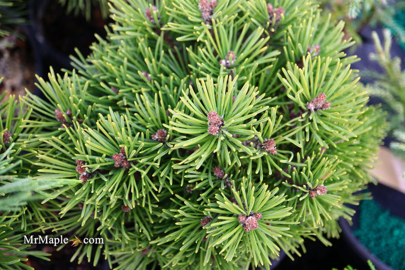 - Pinus uncinata 'Caesar' Swiss Mountain Pine - Mr Maple │ Buy Japanese Maple Trees