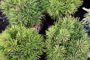 - Pinus uncinata 'Caesar' Swiss Mountain Pine - Mr Maple │ Buy Japanese Maple Trees
