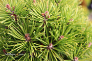 - Pinus uncinata 'Caesar' Swiss Mountain Pine - Mr Maple │ Buy Japanese Maple Trees