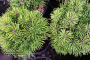 - Pinus uncinata 'Caesar' Swiss Mountain Pine - Mr Maple │ Buy Japanese Maple Trees